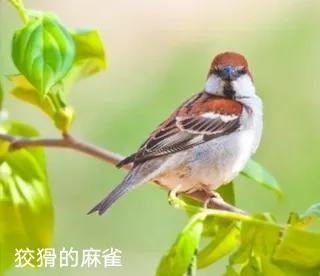 狡猾的动物,狡猾的动物生肖