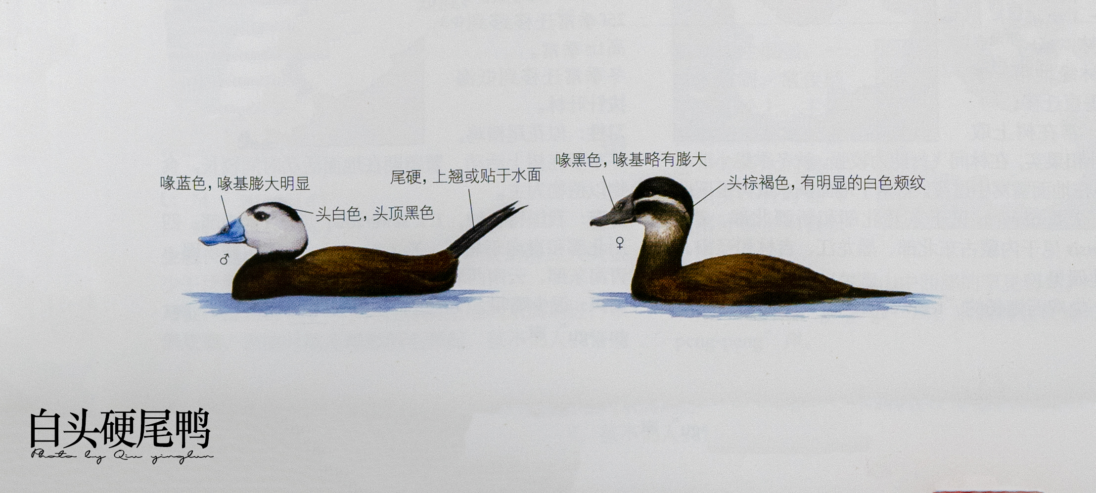 涓滄睙鎻借儨,涓滄睙鎻借儨楦熺被