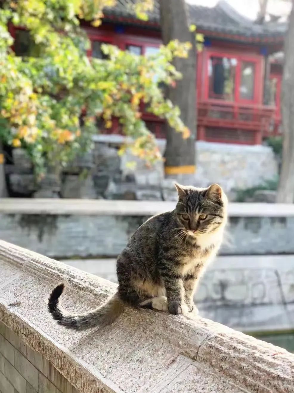 当一位普通北京市民「外头有猫了」