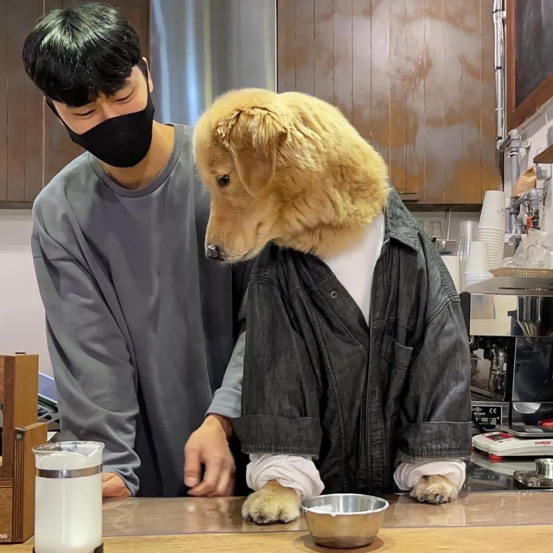 网友去喝咖啡，一进门吓一跳，店员竟然是只大金毛！