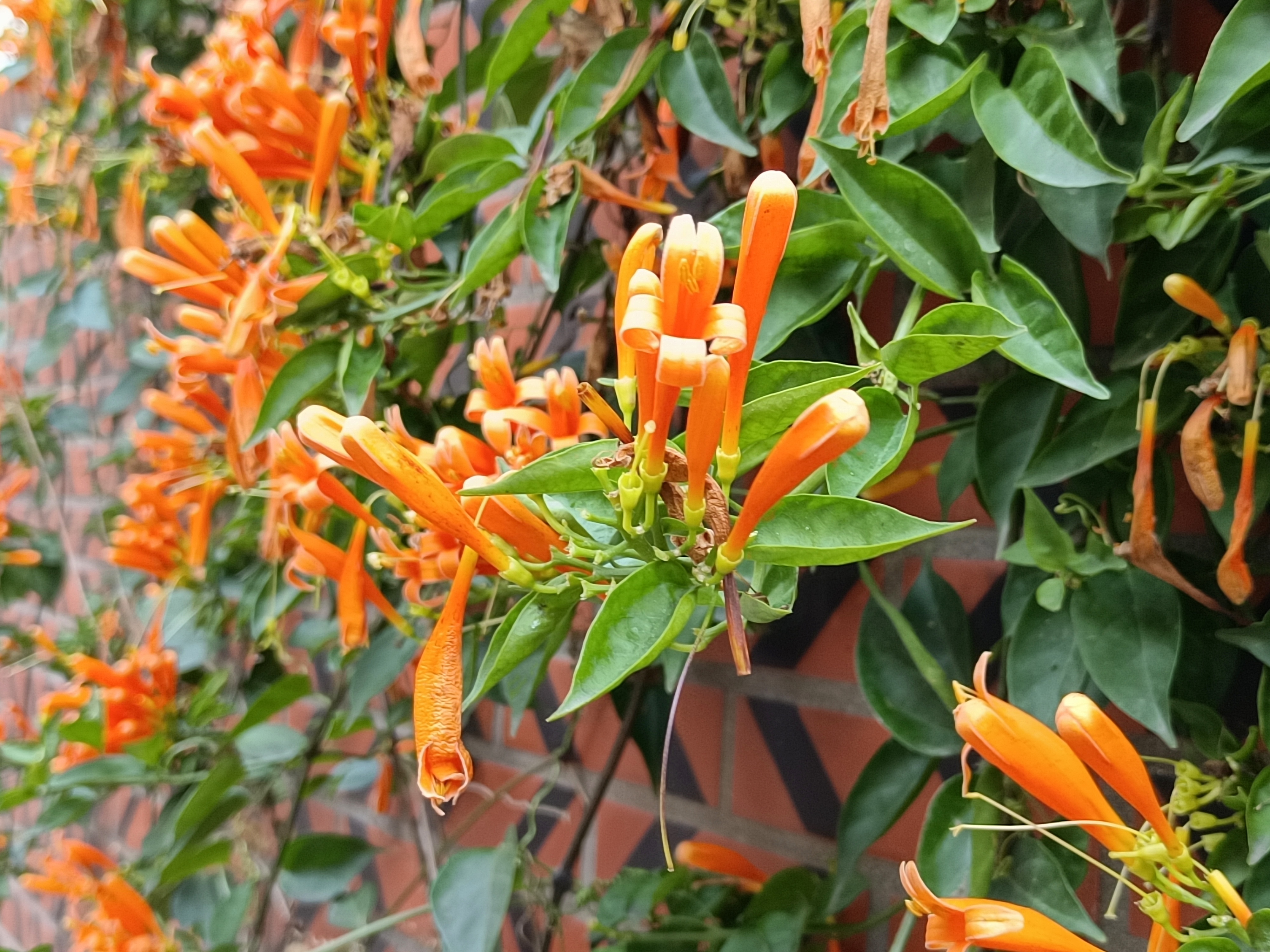 鼓浪屿的景更美,鼓浪屿的海格外美