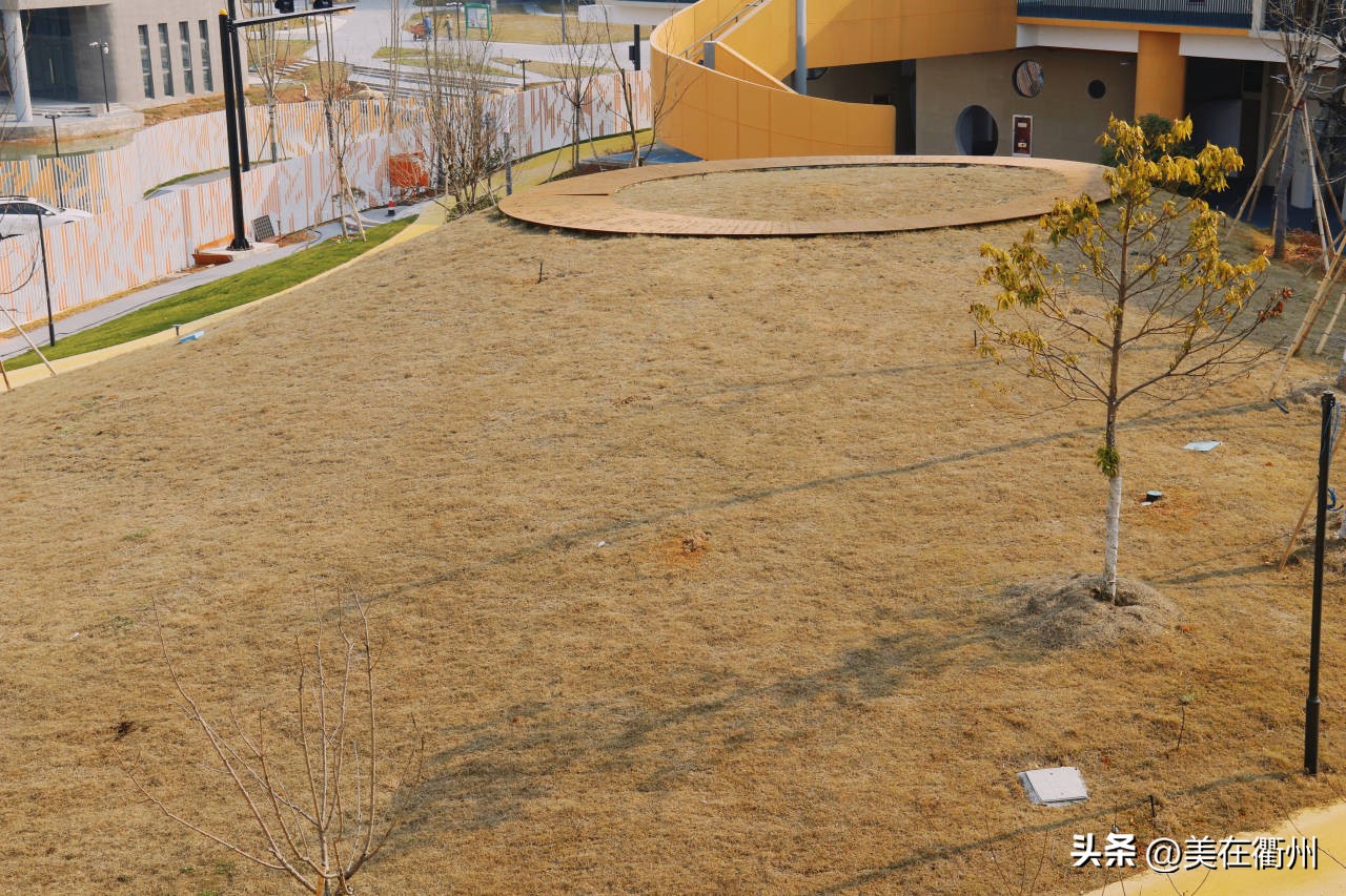 衢州这所“树屋”造型的幼儿园来了，建在哪？长啥样？......