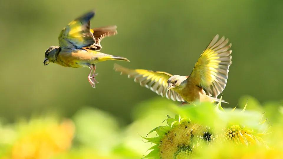 春天向我们走来二胡,春天来了朗读文章