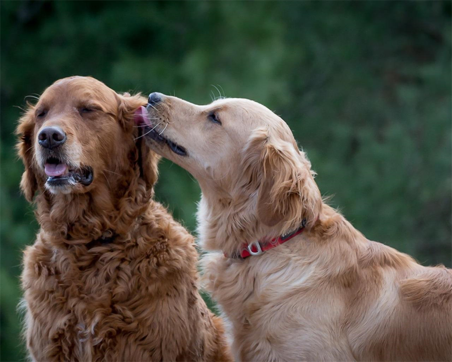 狗在交配前为什么要“闻屁股”?看似尴尬的行为,其实有科学依据