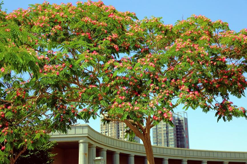 迪拜适合养什么植物,迪拜常见花草