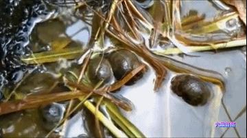 厦门一市民点炒田螺，餐厅却用非法福寿螺代替，被监管部当场销毁