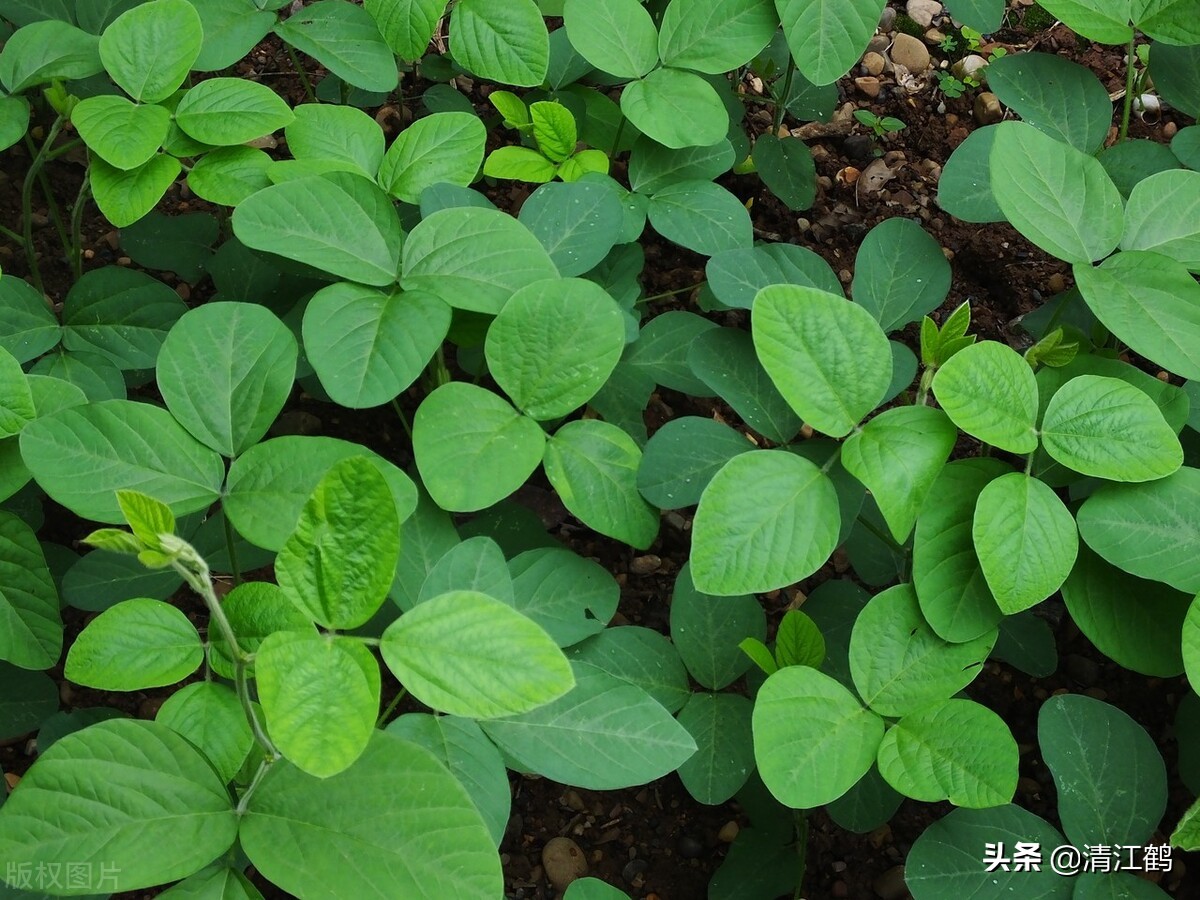 豆类地能用什么除草剂,豆类除草剂配方大全