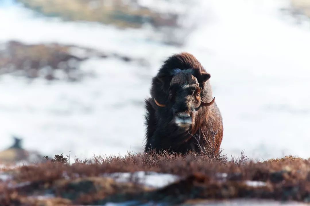 美国政客的抹黑言论集锦,吐槽美国大熊猫事件