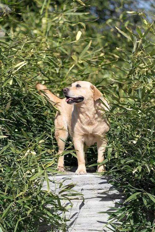 拉布拉多怎么避免肥胖,养一只拉布拉多一个月花多少钱