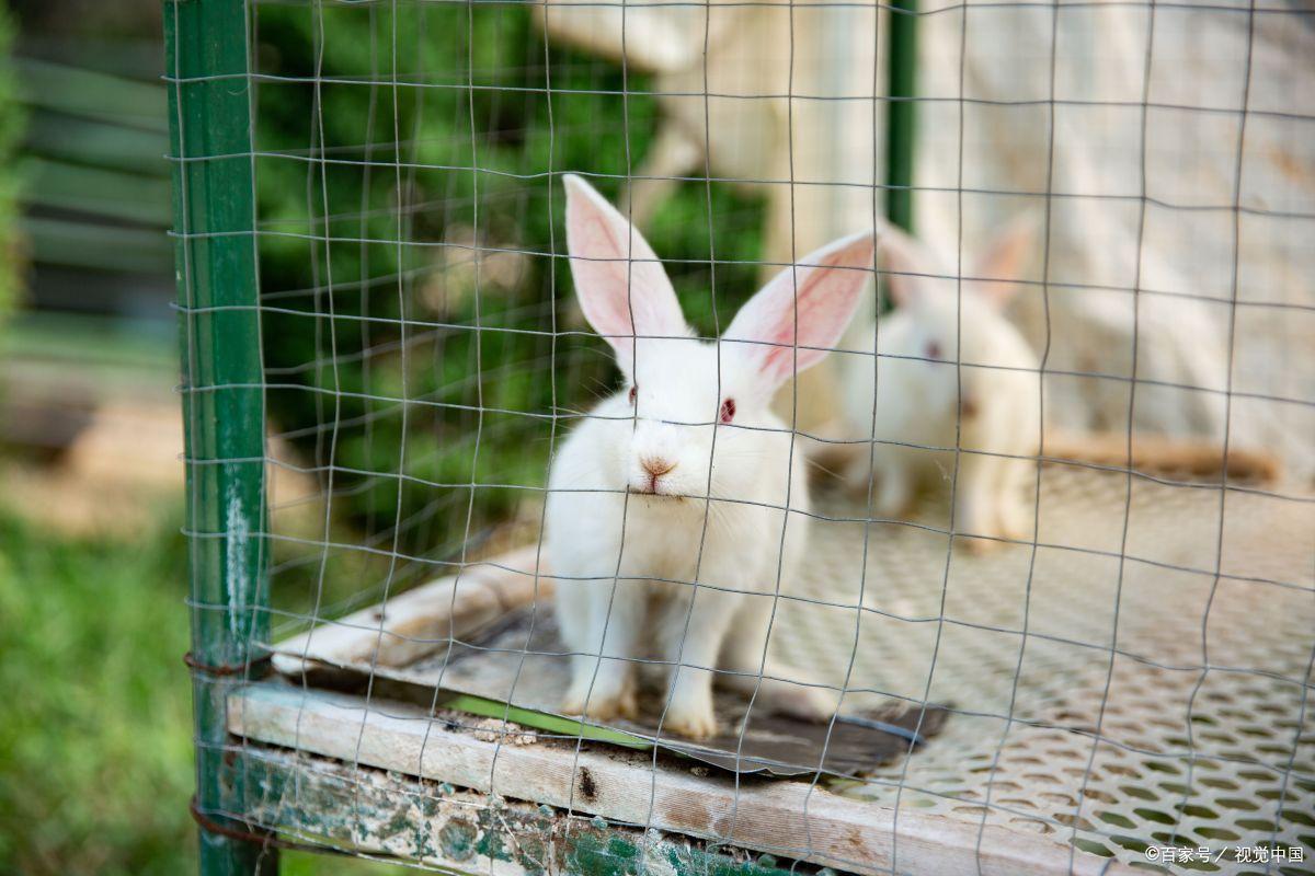养兔必读的100个动作,两个月大的兔兔要注意什么