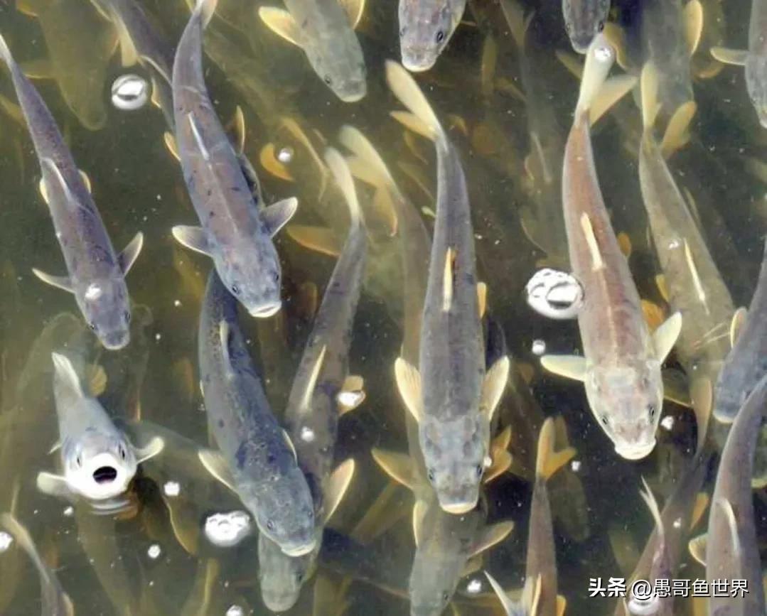 青海湟鱼那么多为什么要保护,救命的青海湖湟鱼