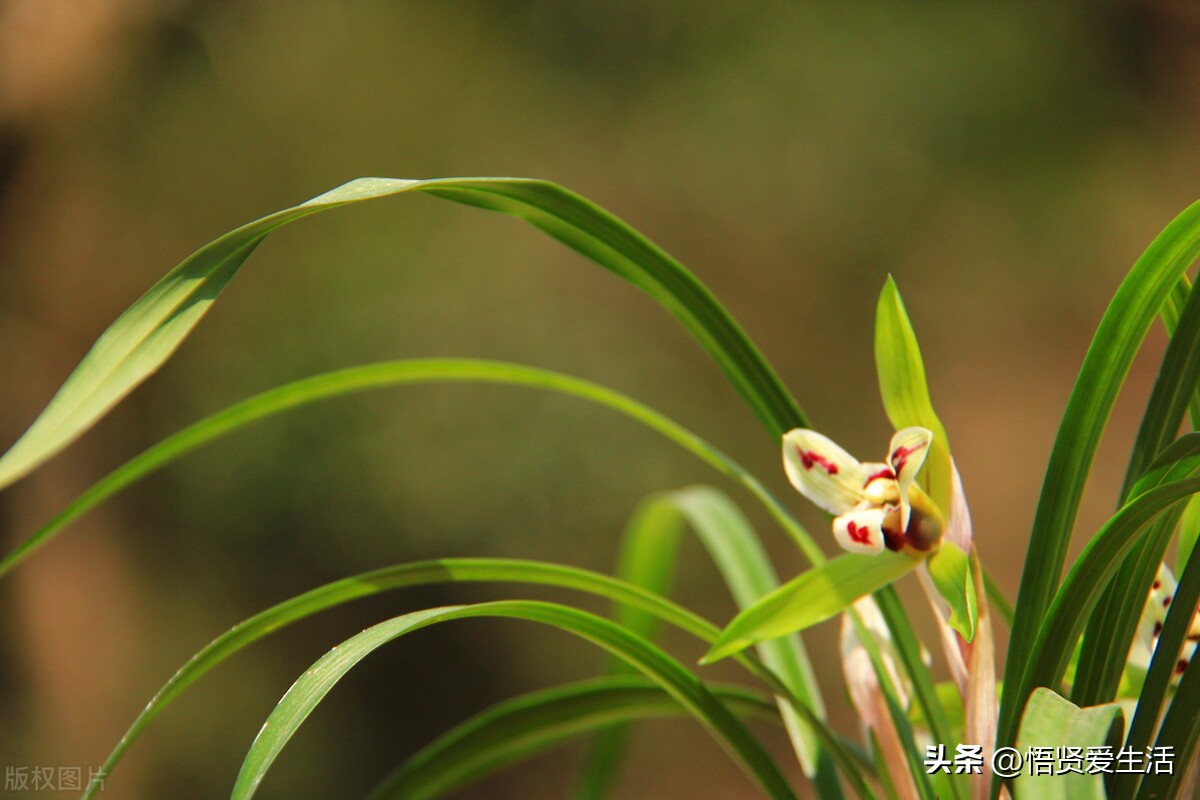 家里养什么花最好看又好养呢,家中养什么花显档次又好看