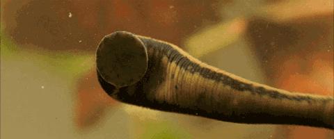 如果水蛭吸到了人物会怎么样,如果水蛭进了身体吃什么药