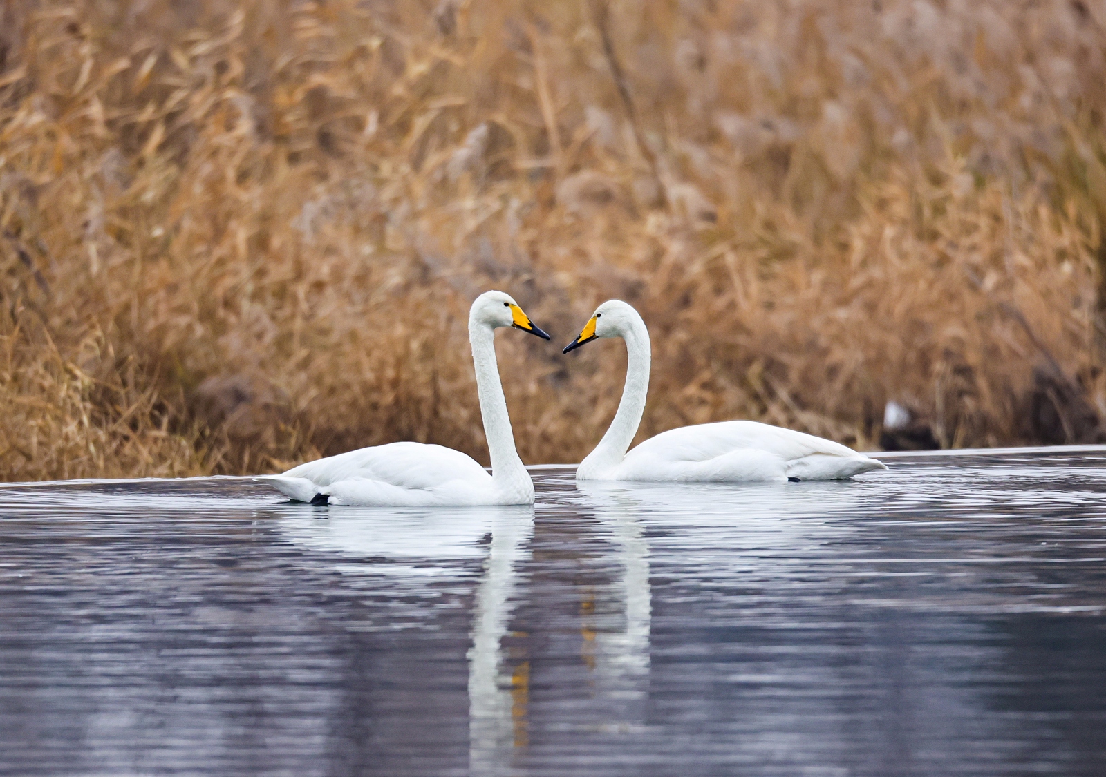 佳能canoneosr3测评,佳能eosr3震撼登场