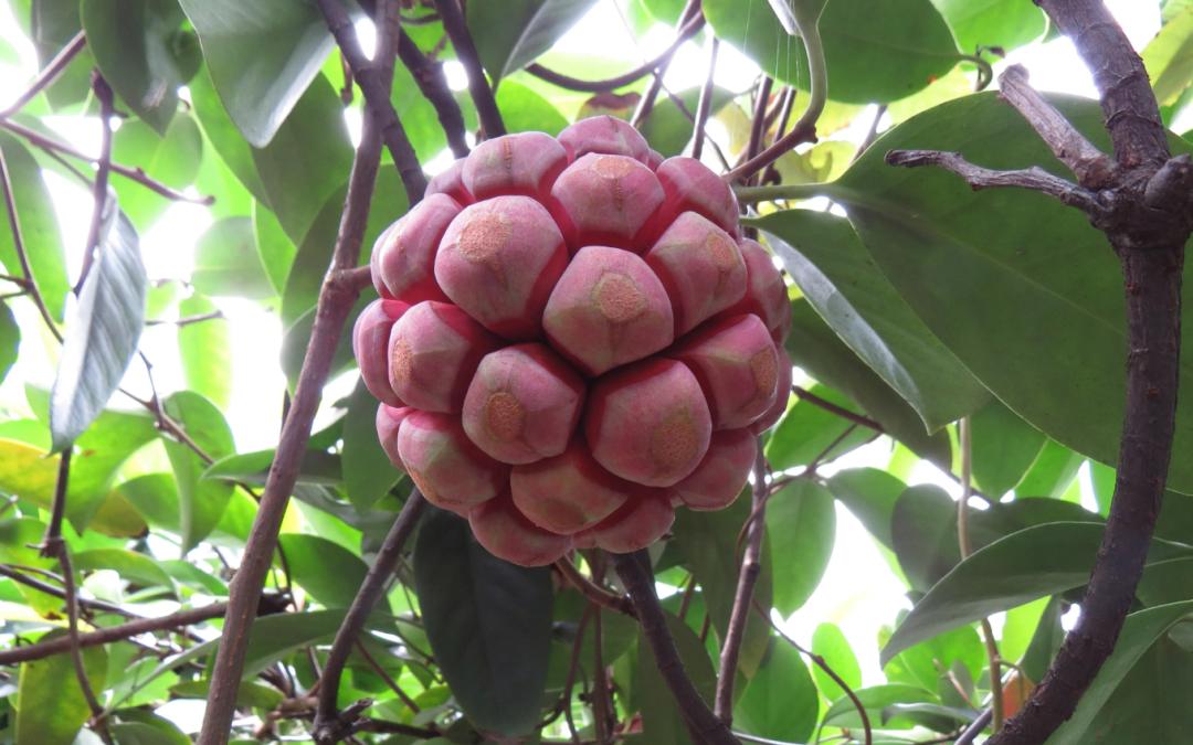 恶魔果实水果简介,像恶魔果实的水果