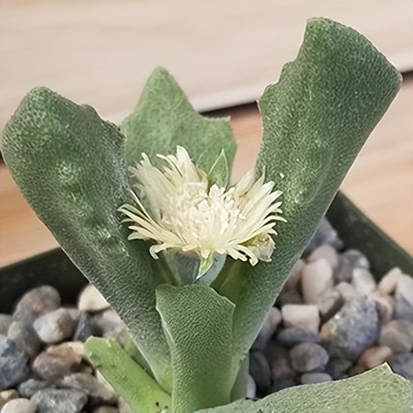 102个大类近500个多肉植物图片，都极其美丽，建议在家中也养一盆