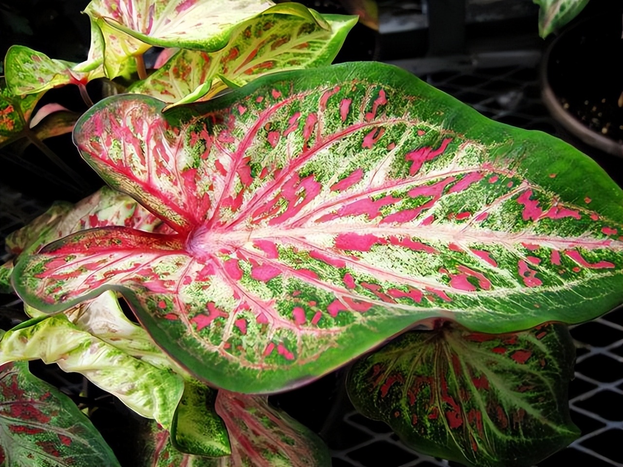 好养的喜阴花有哪些室内,最适宜室内养殖喜阴的花