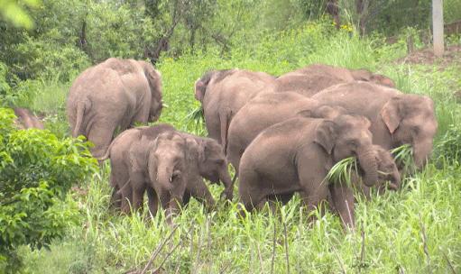 泰国大象发怒伤人视频,泰国大象杀死主人后逃走