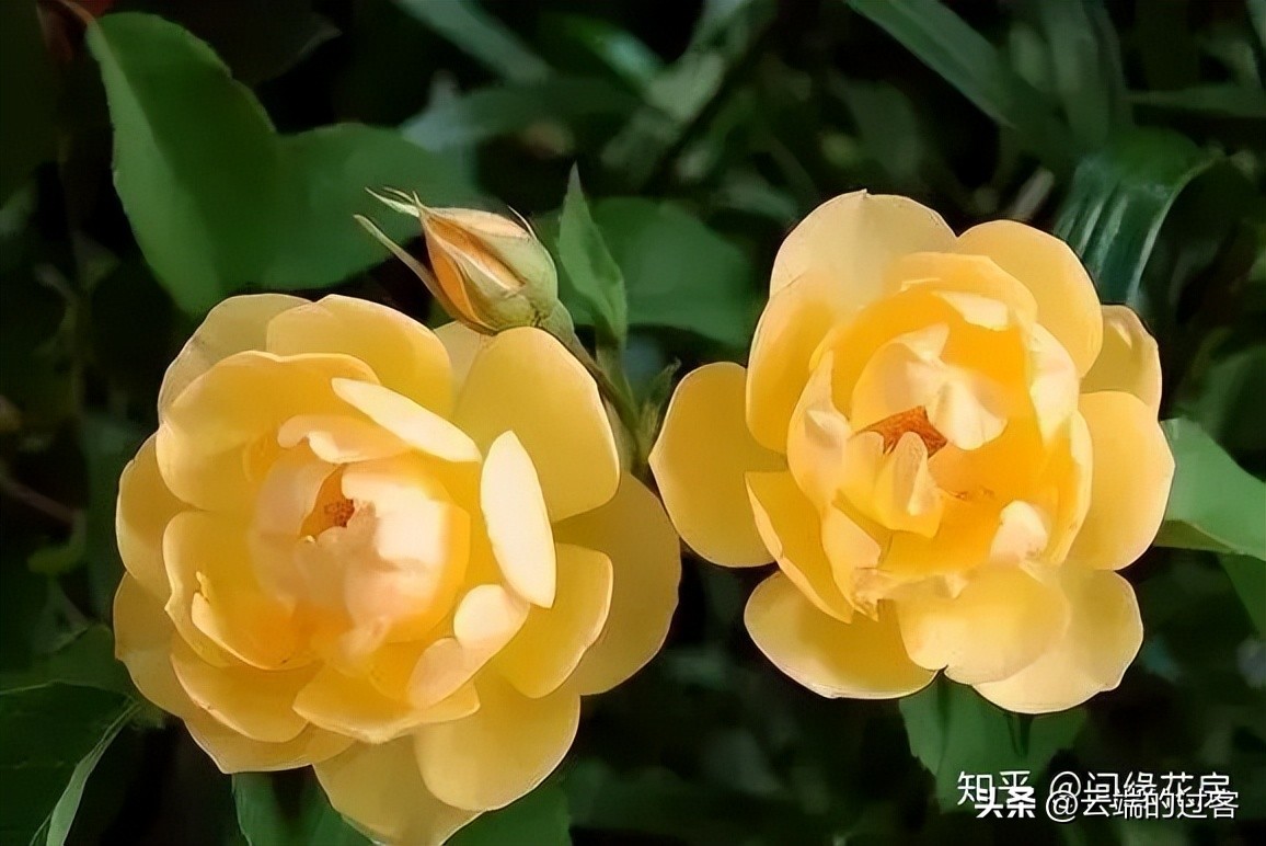 1到99朵玫瑰的含义图片,1到99朵玫瑰花语是什么