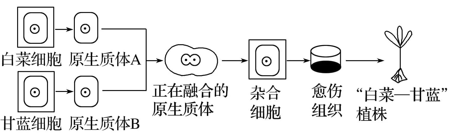 高中生物细胞工程知识点归纳,高二细胞工程的易错点