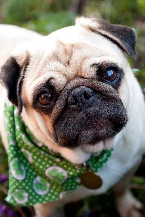 狗狗生产前呕吐,狗狗生产前几天的征兆