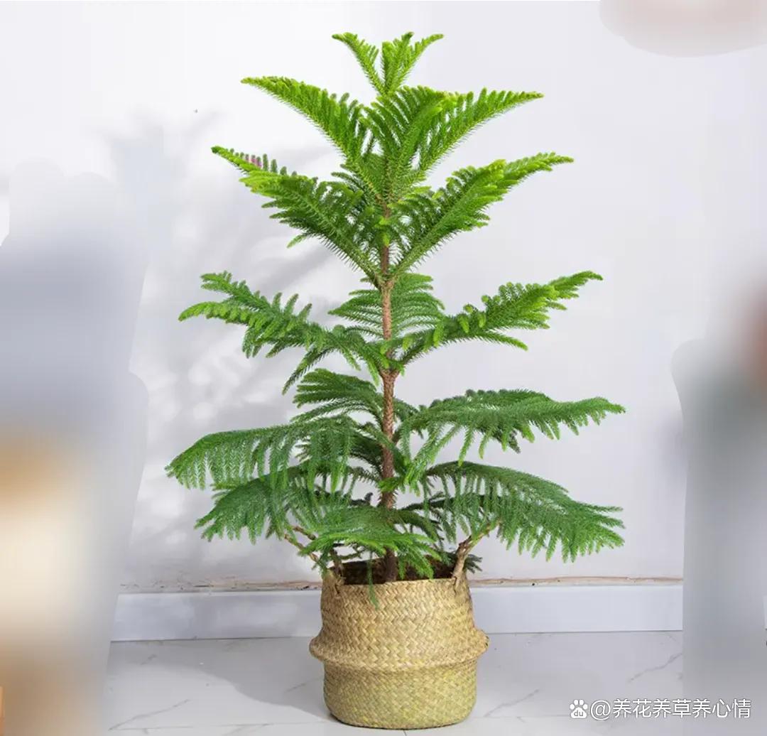 适合家里的高端绿植有哪些,最适合家里的绿植