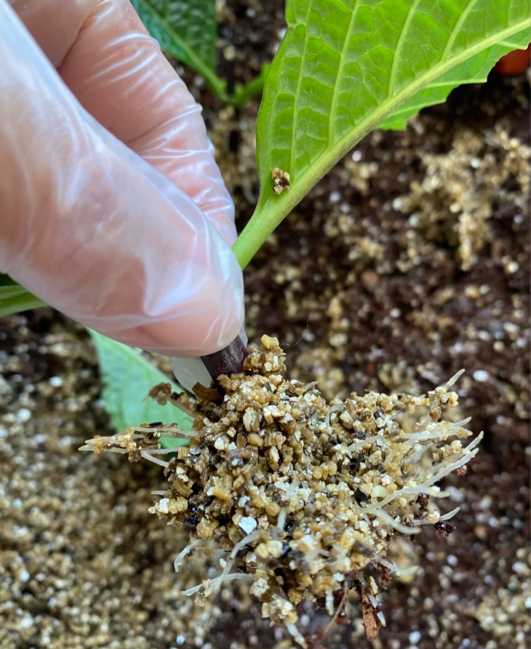 春天种的花花草草,9种花掐根枝就能活不用管就爆盆