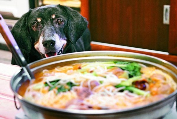 狗狗突然疯狂舔地板呕吐怎么回事,狗狗呕吐怎么办最有效