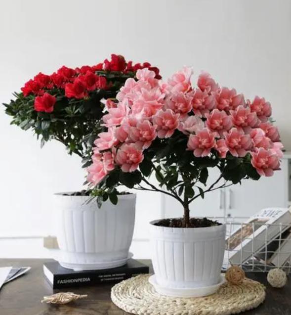 杜鹃花和映山红有何区别,映山红和杜鹃花有什么不一样