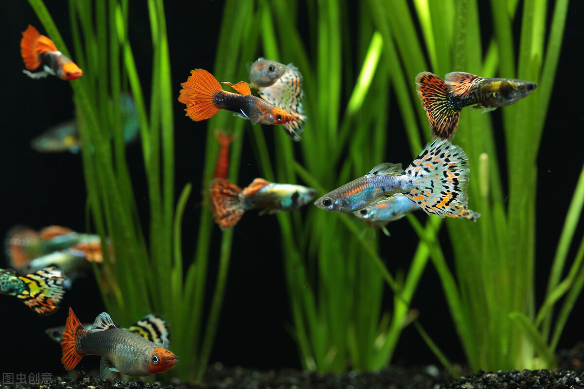 养鱼先养水是什么意思,为什么养鱼先养水