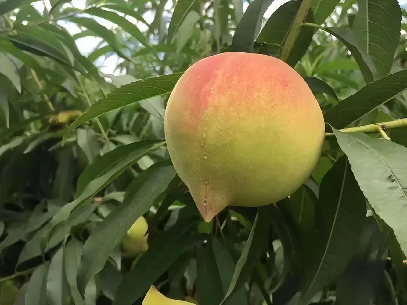 鹰嘴桃脆香甜,赣南鹰嘴桃新鲜现摘