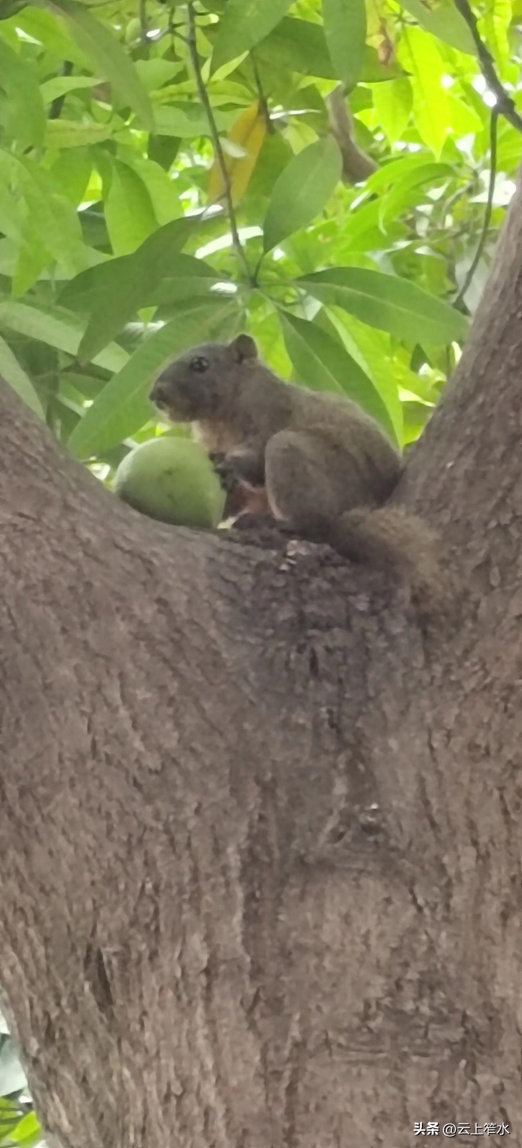 被遗忘在角落里的精灵,沉睡在森林里的精灵