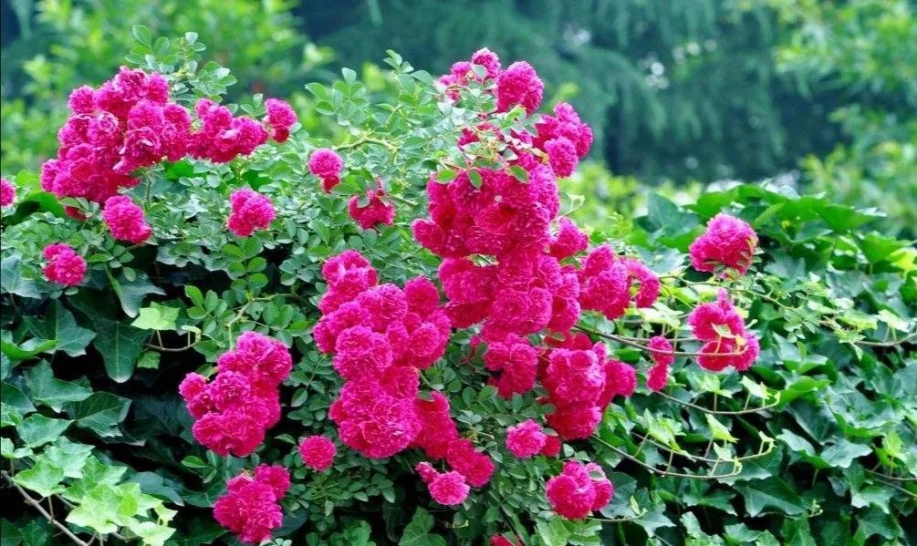 法国玫瑰花园,法国玫瑰花香沐浴露正品