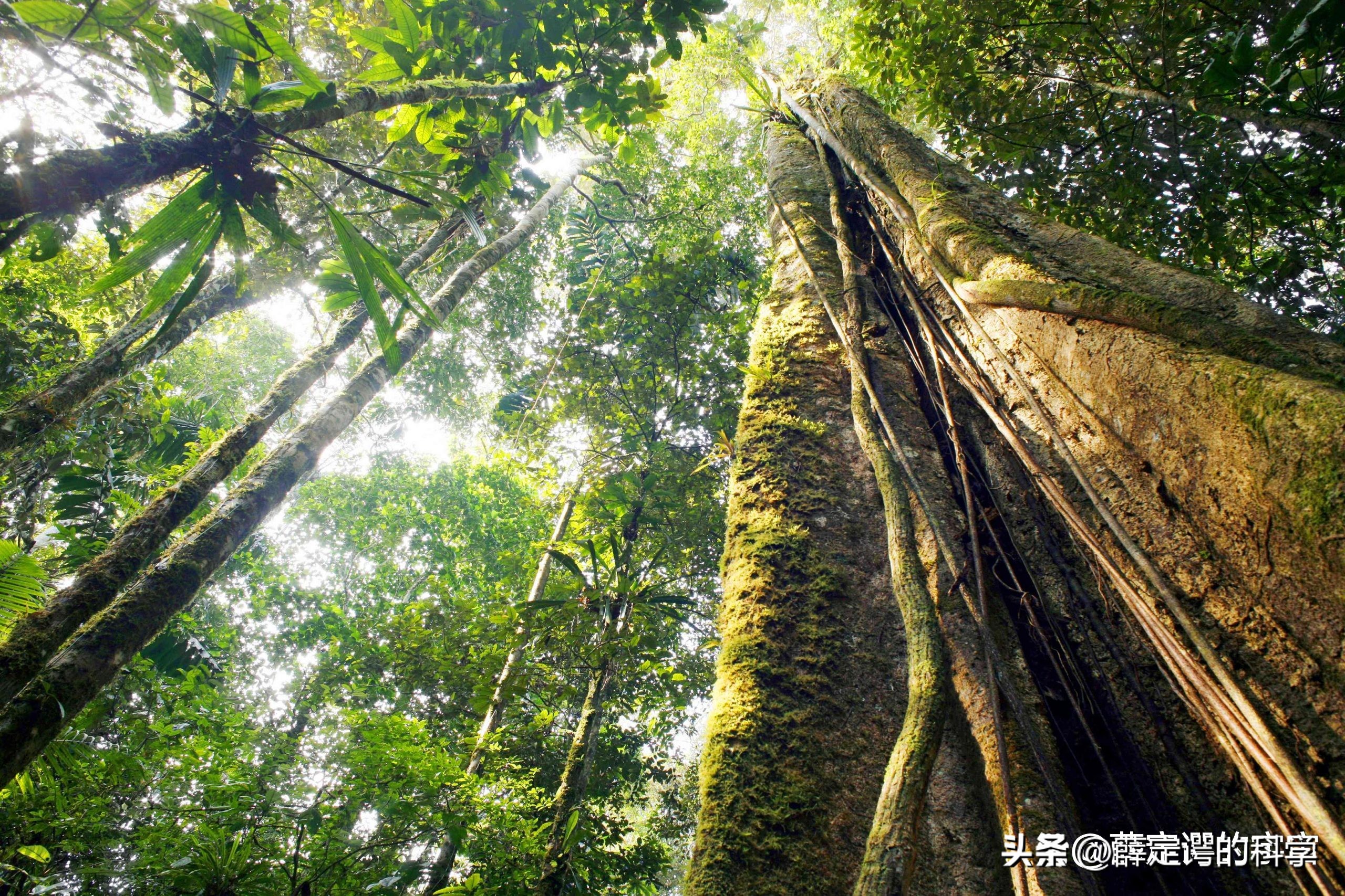 “绿色天堂”亚马逊雨林有多恐怖？其实是人类禁区
