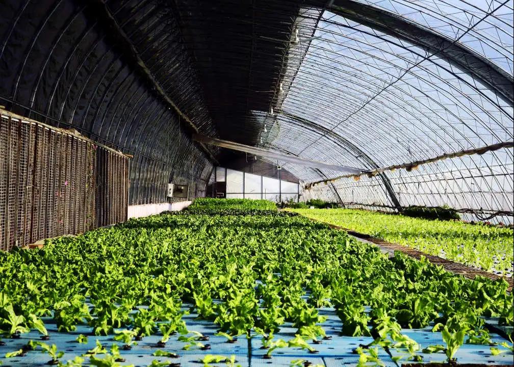 做好特色农业,扎实推进食用菌产业高质量发展