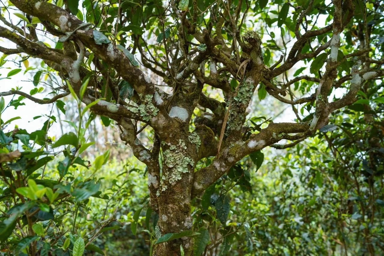 学会喝茶的正确方法,学会喝茶视频教程