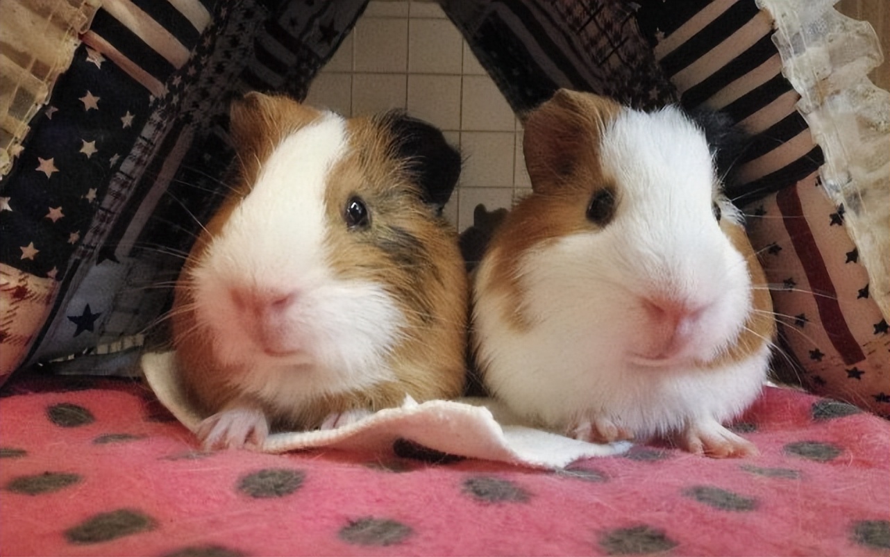 荷兰猪是个什么类型的猪呢,荷兰猪被误认为兔子