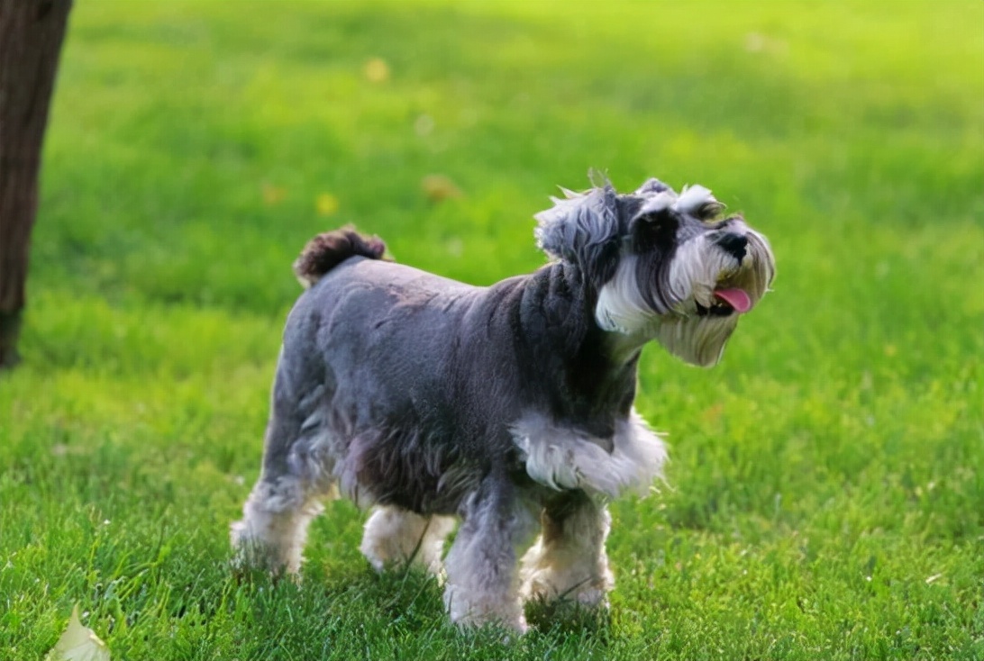 产后一个月的雪纳瑞犬，还会流出红色粘液，该如何治疗呢？