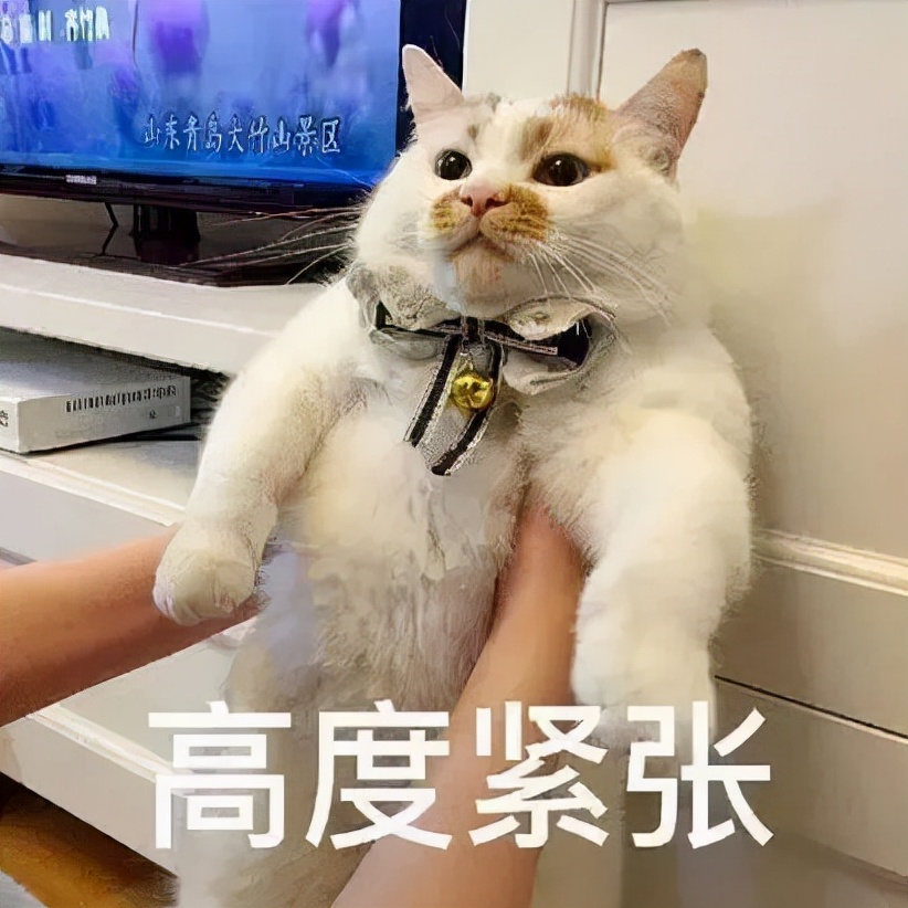 猫咪轻度中毒的症状及治疗,猫咪中毒三小时以上该怎么解毒