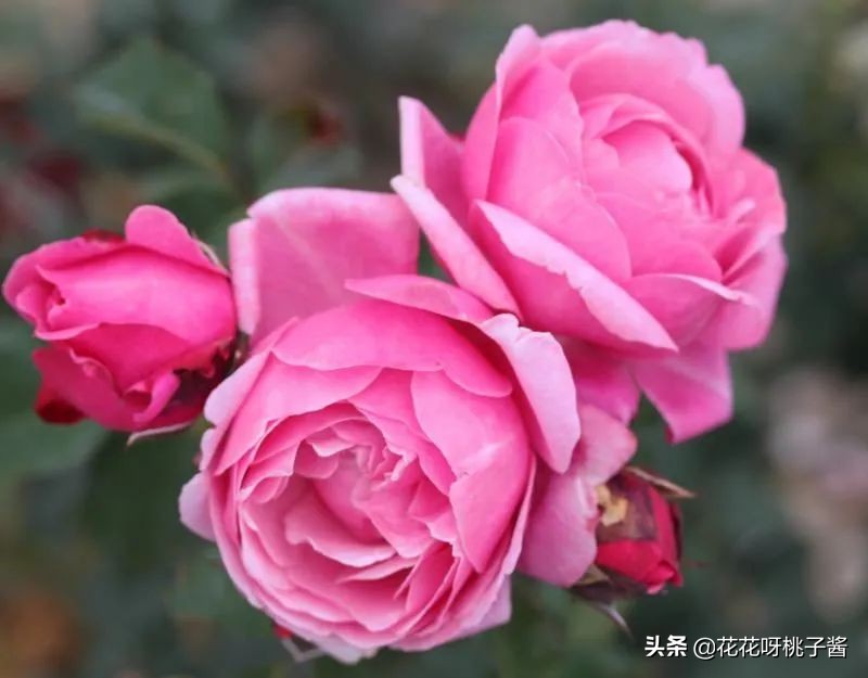 黄色月季哪个品种耐热耐晒抗病强,最耐热耐晒的切花藤本月季品种