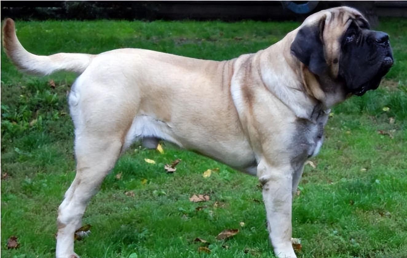 世界上最猛的藏獒,世界排名前十的藏獒猛犬