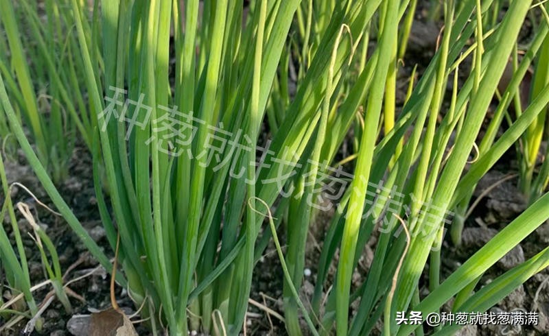 大葱花种子种植方法视频,大葱种子的种植方法和时间是什么