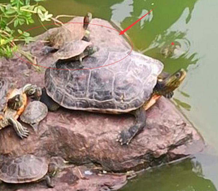 钓鱼遇上放生的人,钓鱼遇放生人视频