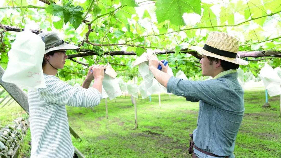 日本山梨学院大学经营学专业都会学些什么