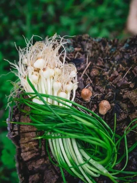 亚运美食食堂,2022亚运会菜肴