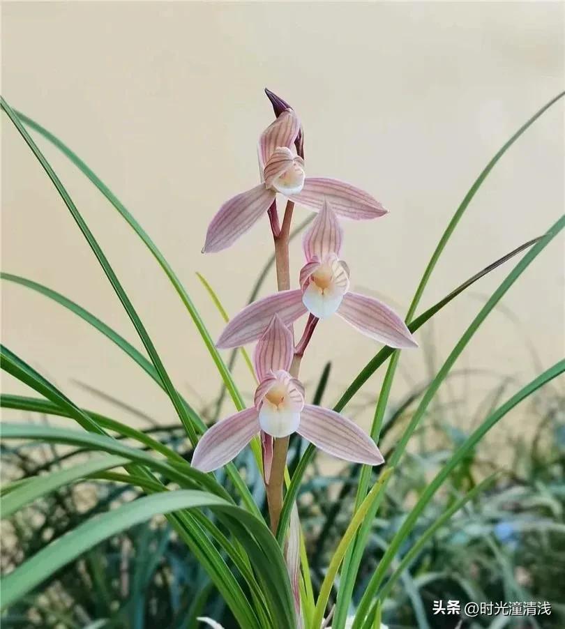 花中四君子之一兰花,兰花花草欣赏