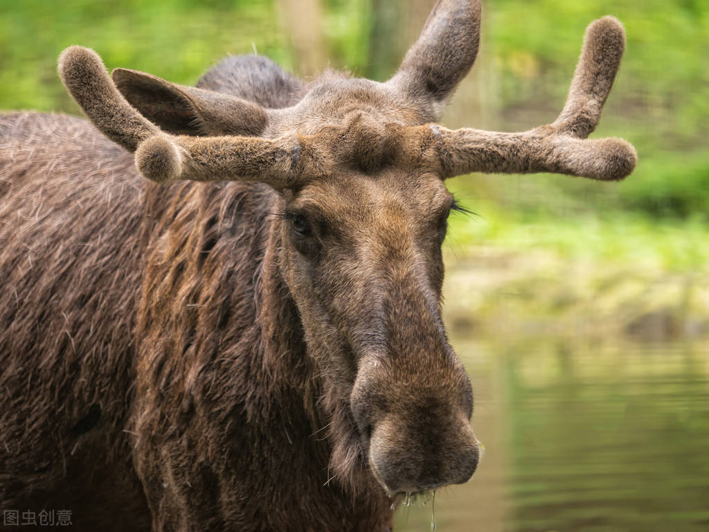 世界60个国家的珍稀国宝,100个国家国宝动物