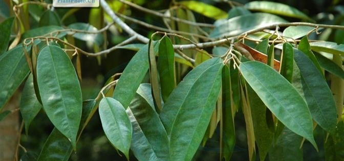 榴莲果树几年结果,榴莲是什么植物的果实