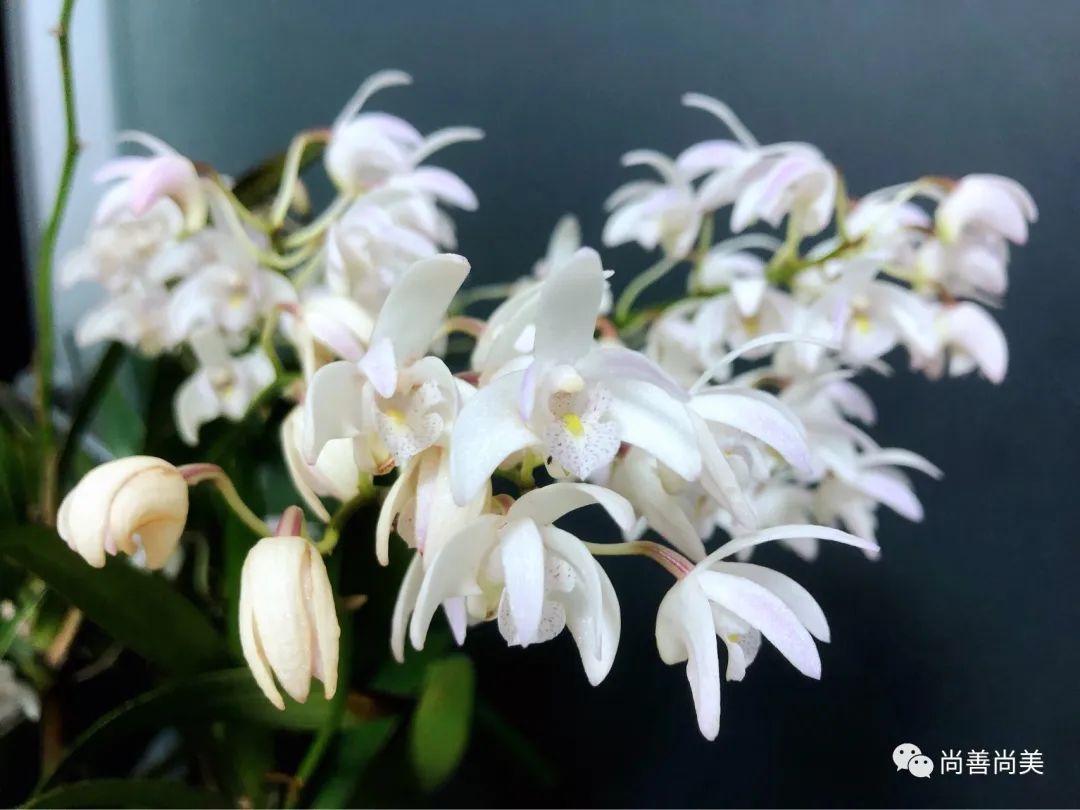 香水石斛兰花怎么养,家养香水石斛为什么不开花