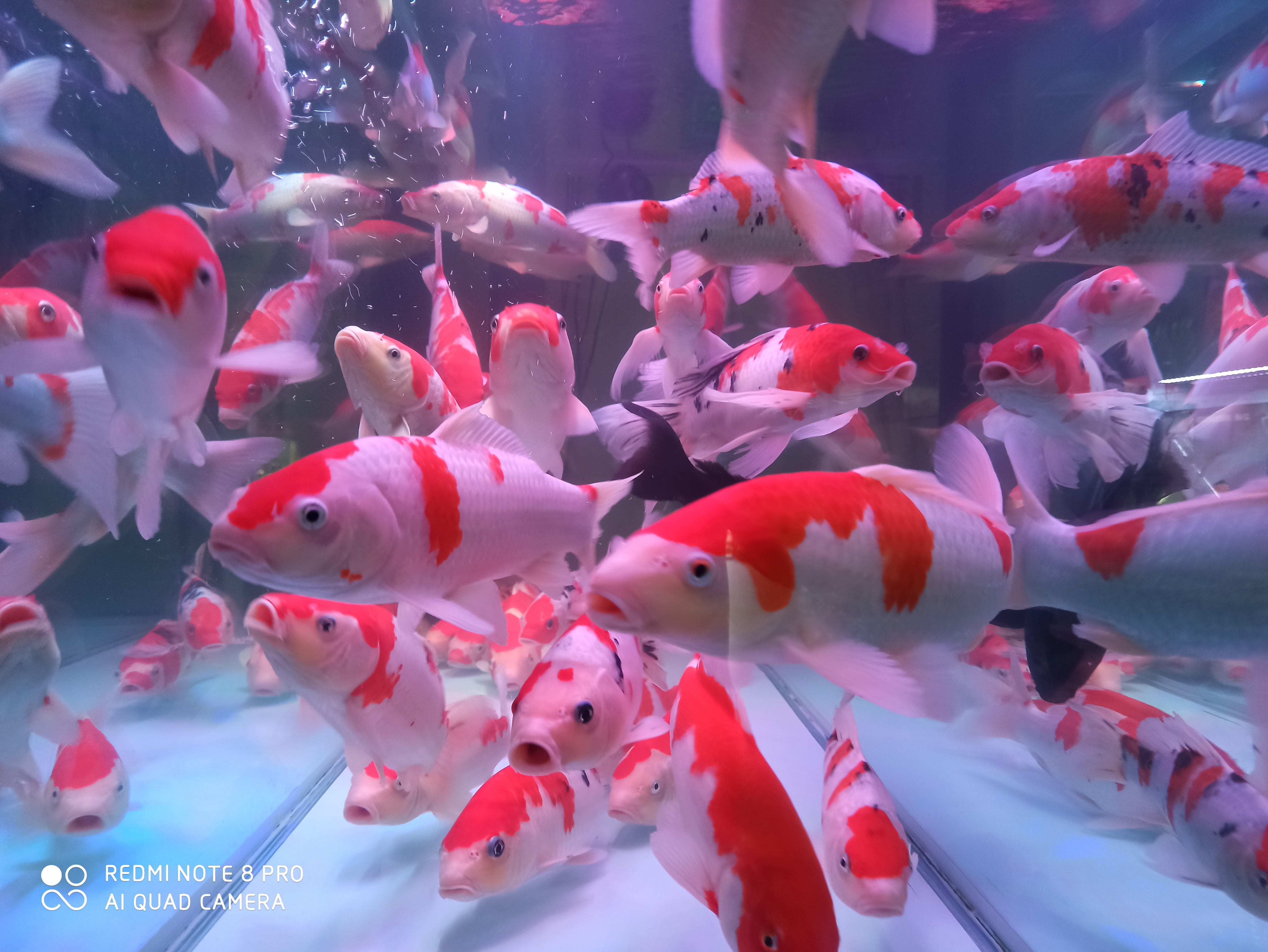 养鱼先养水的秘诀,养鱼先养水用什么药